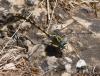 Onychogomphus uncatus